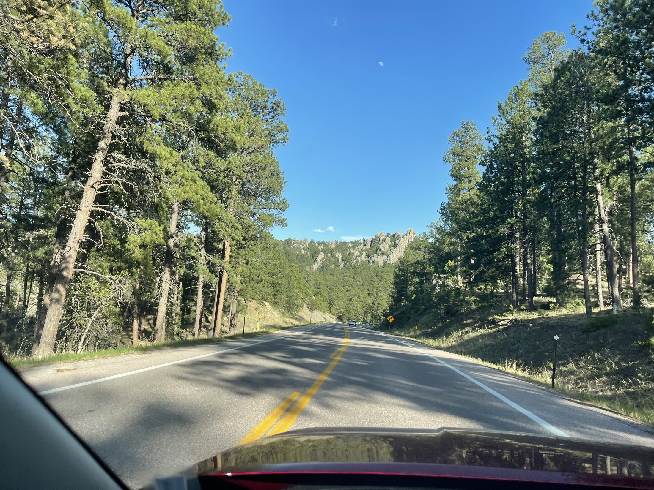 Needles Highway and pine forest