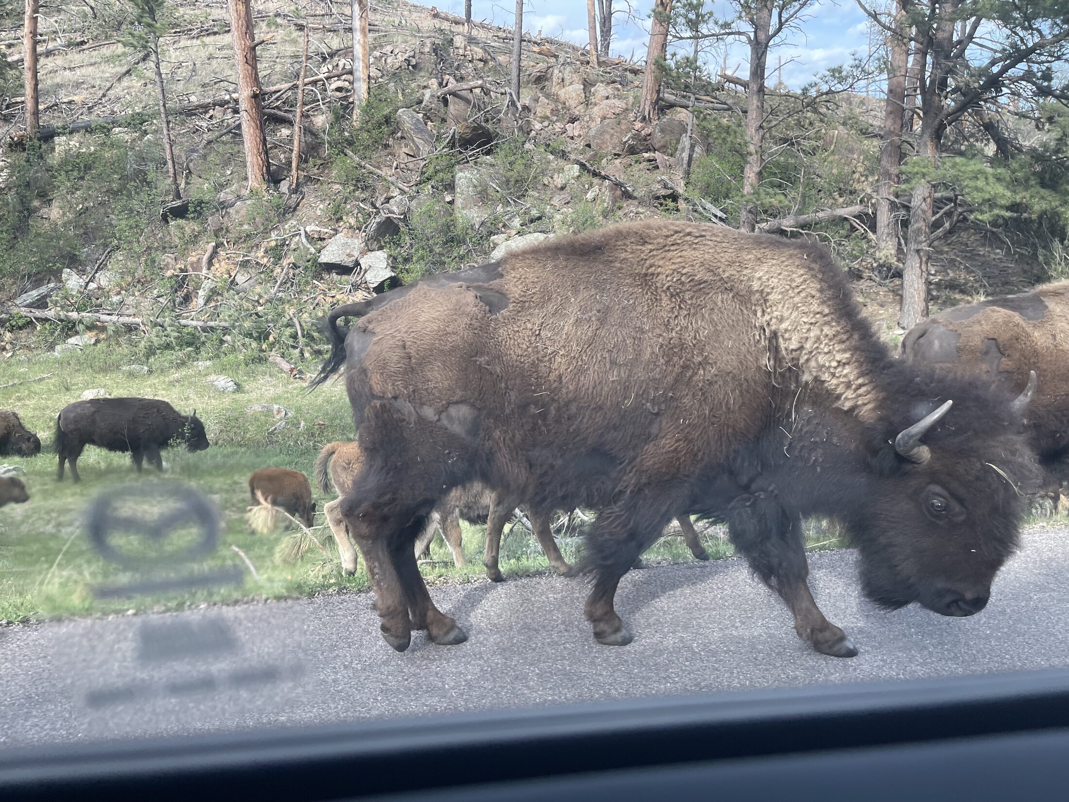 Black Hills scenic road